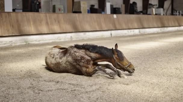 Cavallo rotolamento in paddock sabbia e in piedi per scuotere se stesso — Video Stock