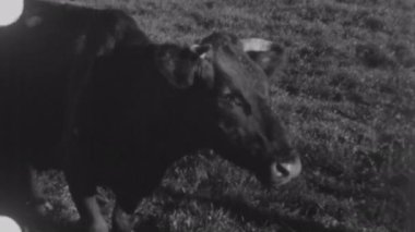 Siyah ve beyaz 8mm 'lik yakın plan çekimler çerçeveyi dolduran sakin ve meraklı bir ineği yakalar diğer inekler ise yumuşak odaklı arka planda huzur içinde otlarken.