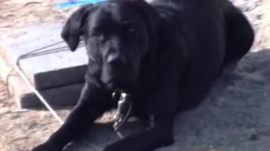 Siyah bir köpek tozlu zeminde uzanmış pençeleriyle kameraya bakar, sonra kuyruğunu nazikçe sallayarak yaklaşır, güneş ışığı yemyeşil bir zemin üzerinde süzülür.