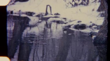 Retro 8 mm 'lik film, karlı bir ormanın ortasında suyu gagalayan ve içen bir kuşu çekiyor. Yumuşak tahıl ve sessiz kış tonları nostaljik, huzurlu ve huzurlu bir doğal manzarayı çağrıştırıyor..