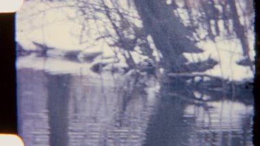 Sakin bir göl üzerinde çıplak kış ağaçlarını yakalayan Retro 8 mm 'lik film, bir kuş gagalarken ve sudan içerken görüntülenir. Kumlu dokusu ve sessiz tonları nostaljik, huzurlu ve huzurlu bir kış sahnesini çağrıştırıyor..