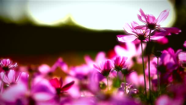 Fält av rosa blommor — Stockvideo