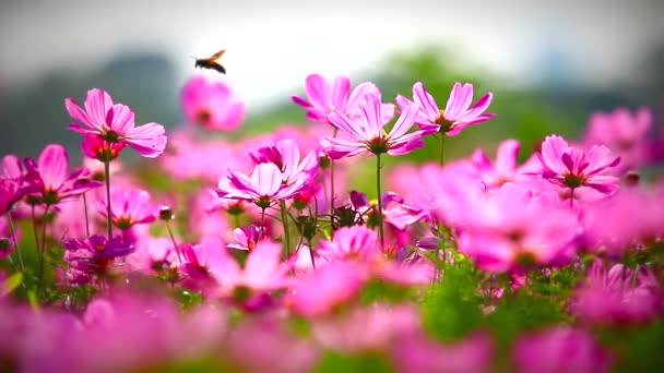 Fält av rosa blommor — Stockvideo