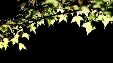 Yeşil akçaağaç sonbahar yaprakları