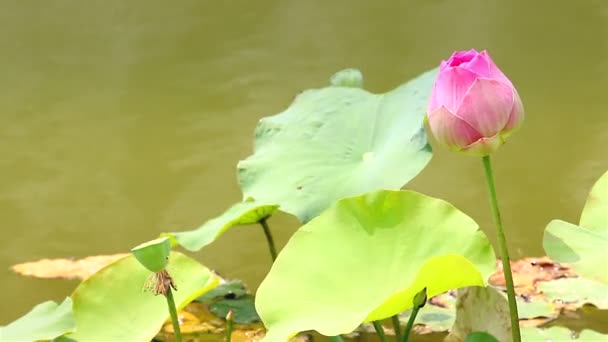 Lotosový květ v jemném vánku — Stock video