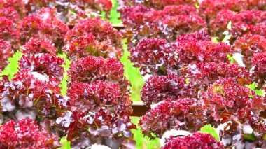 Bir bahçe içinde Hydroponic sebzeler