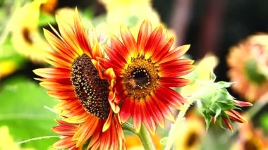 GARDEN 'DA GÜNEŞ VE ARI
