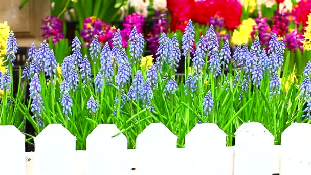 Frühlingsblumen im Garten — Stockvideo