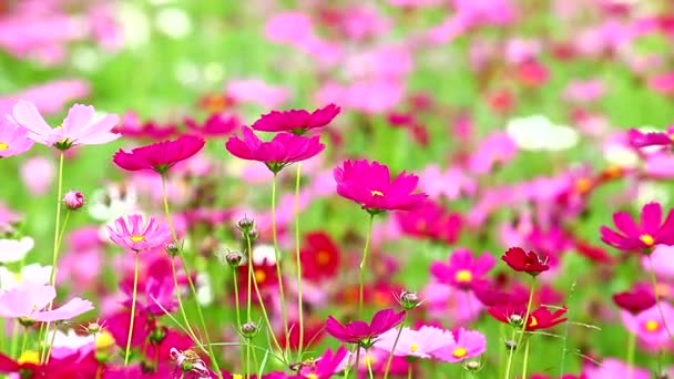 Field of pink flowers — Stock Video