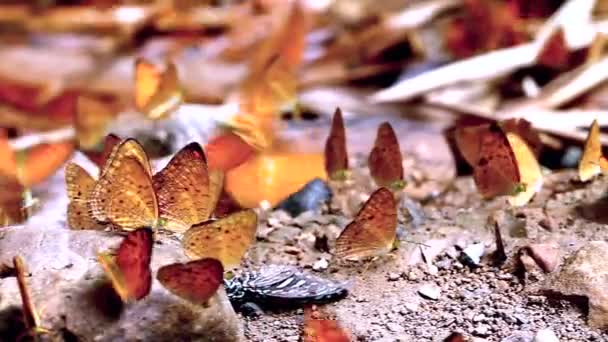 Grupo de mariposas comiendo tierra salada — Vídeo de stock