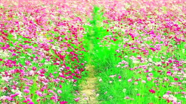 Campo de flores rosadas — Vídeos de Stock