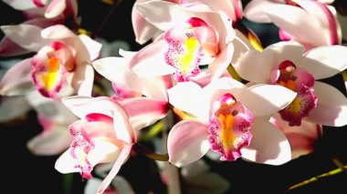 Rüzgarda pembe çiçekler