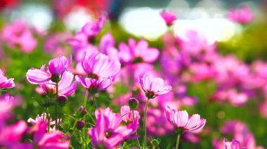 Pembe çiçek tarlası
