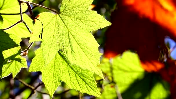 Feuilles en mouvement dans le vent — Video