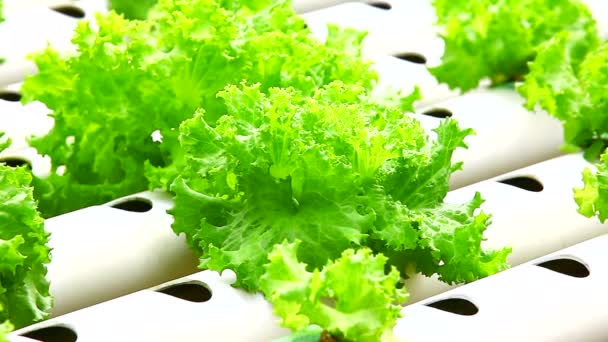 Hydroponické zelenina v zahradě — Stock video