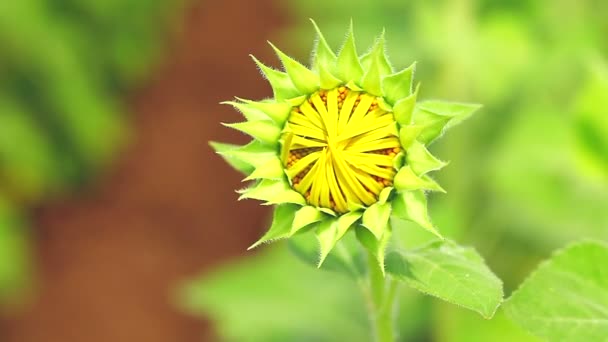 Jeune tournesol vert — Video