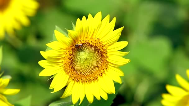 Abeille perchée sur tournesol en fleurs 