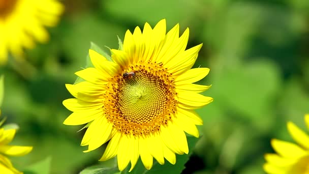 Biene thront auf blühender Sonnenblume — Stockvideo