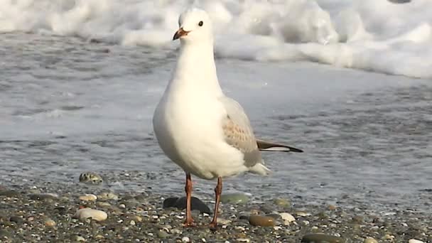Чайка стоит на пляже — стоковое видео