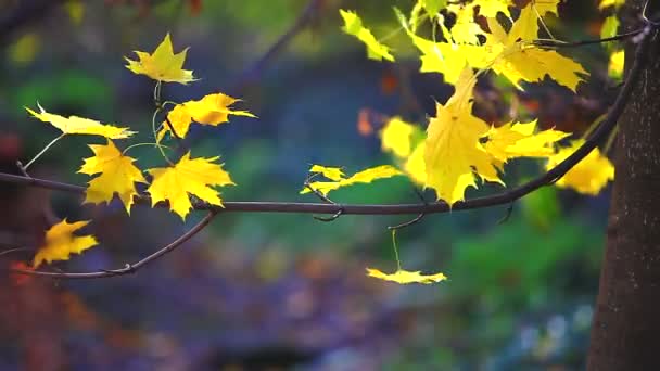 Hojas de arce amarillo otoño — Vídeo de stock
