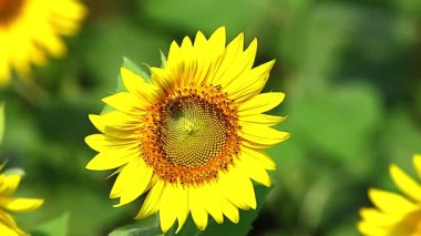 Arı çiçekli ayçiçeği üzerinde tünemiş