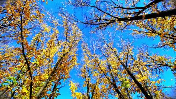 Золоті гінкго-дерева в блакитному небі — стокове відео
