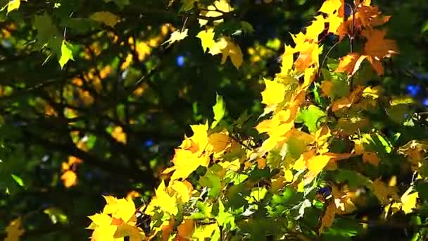 Ginkgo tree branch — Stock Video