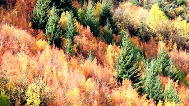 カラフルな秋の森 — ストック動画