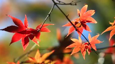 Sonbahar kırmızı akçaağaç yaprakları