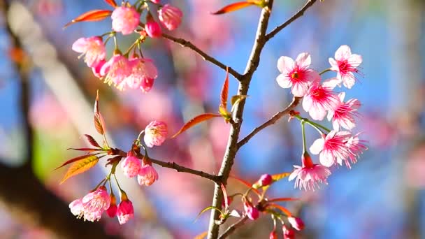 粉红的花朵在风中飘扬 — 图库视频影像