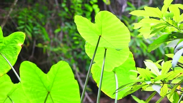 Thai Caladium leaves — Stock Video