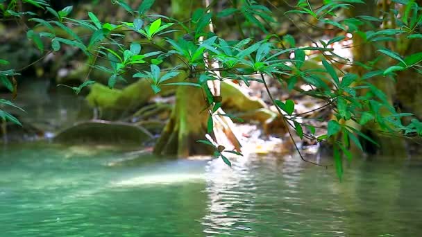 Árbol verde y río que fluye — Vídeo de stock