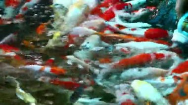 Koi balığı gölette yüzüyor.