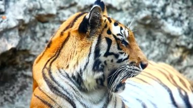 güzel Sumatra kaplanı