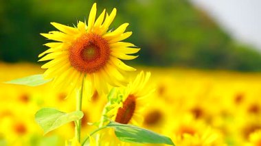 Arı çiçekli ayçiçeği üzerinde tünemiş