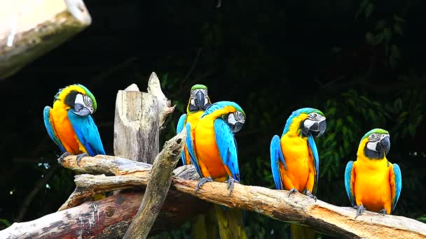 Blue-and-yellow Macaws — Stock Video