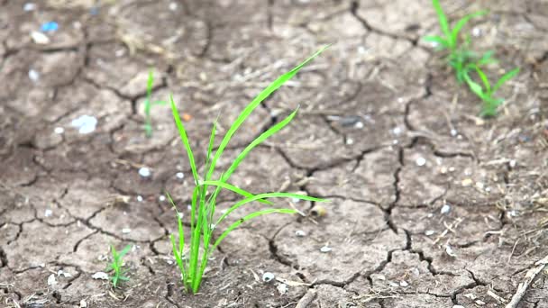 Arbusto verde en tierra seca — Vídeos de Stock