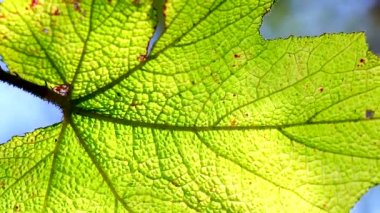 Rüzgarda taşıma yaprak