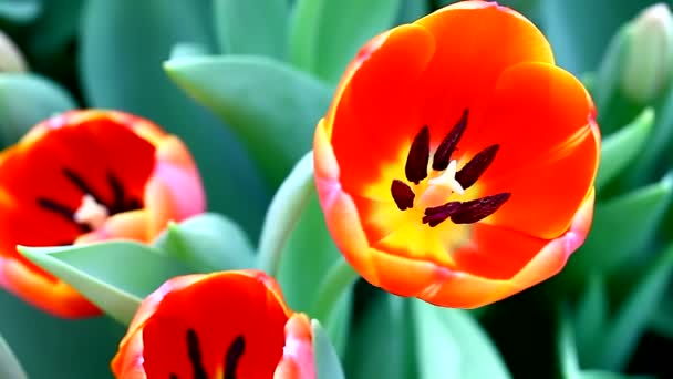 Fiori di tulipano arancione — Video Stock