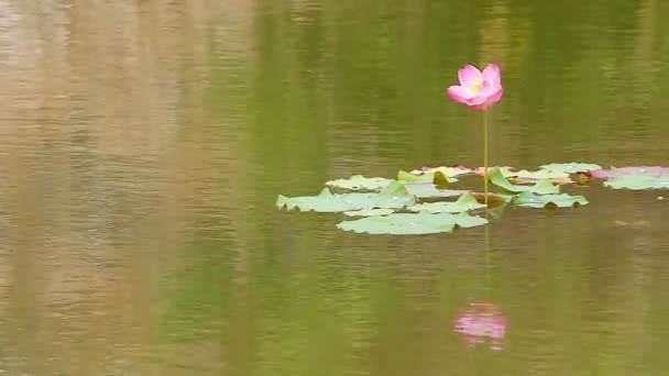 Fleur de lotus dans une brise douce 