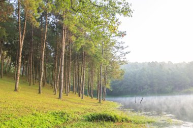 Orman ve göl doğal