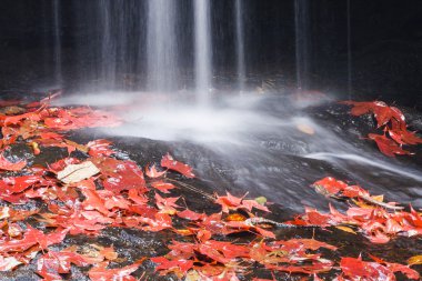 Kırmızı maples yaprakları
