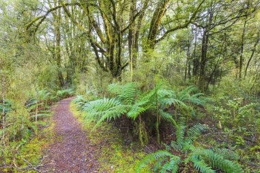 yemyeşil yağmur ormanları yolu