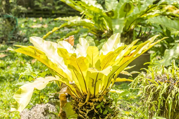 Tropical fern in garden — Stock Photo, Image