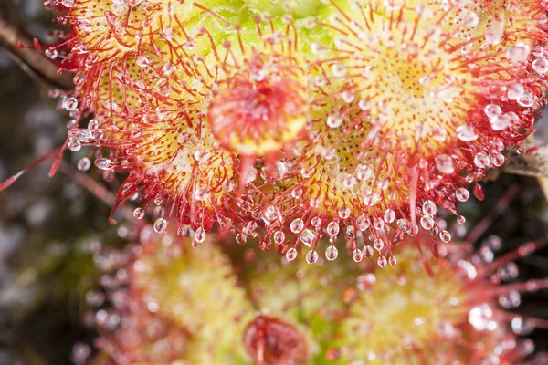 Drosera tokaiensis masožravé rostliny — Stock fotografie