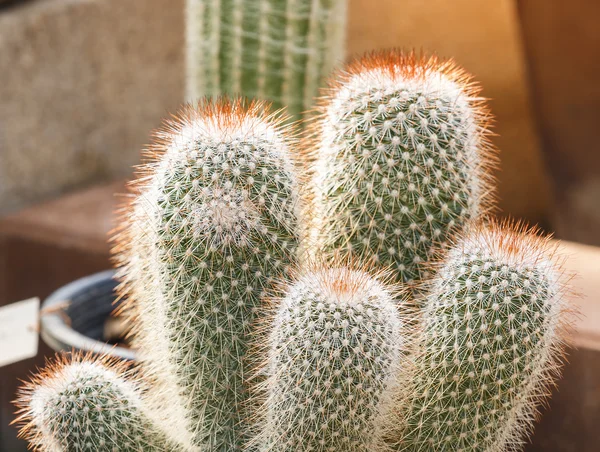 Detail of cactus growing — Stock Photo, Image