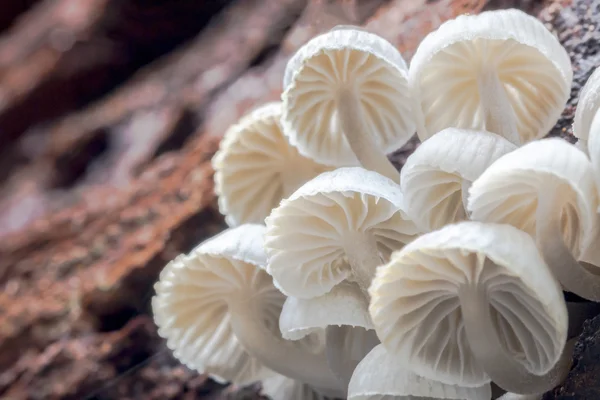 Agarics honey funguse — Stock Photo, Image