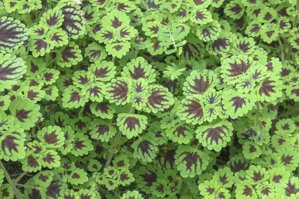 Yeşil bitkiler kapak zemin