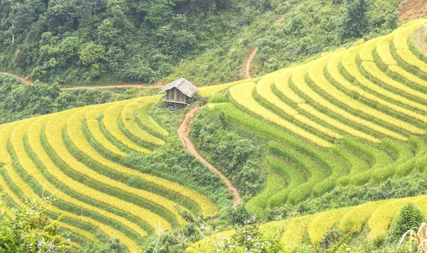 水稻梯田和在山上小屋 — 图库照片