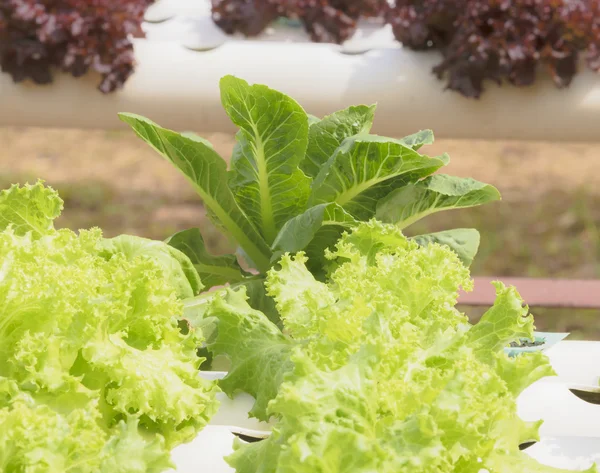 Hydroponic vegetables planted — Stock Photo, Image